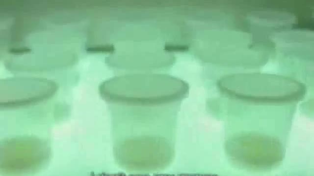 Vanilla Pudding Robbery